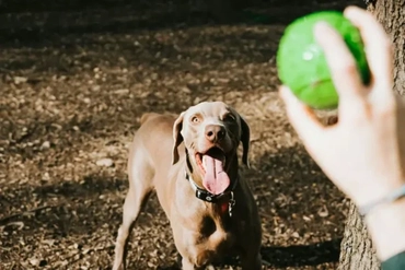 Dog park in Gateway RV Campground, Pigeon Forge, TN