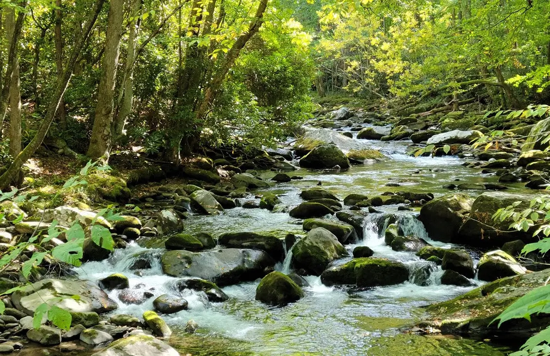 Wildflower Season: Scenic Trails to Explore in Pigeon Forge